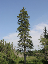 aspect de l'épinette noire