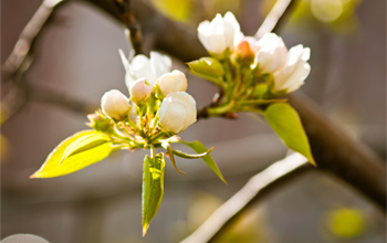 fleurs de pommiers