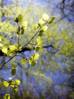 hêtre au printemps