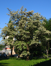 aspect du robinier faux-acacia