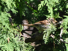 oiseau à l'abri dans un thuya