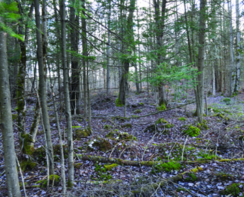 nord-est du sentier