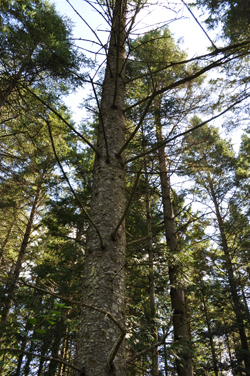 arbre non élagué