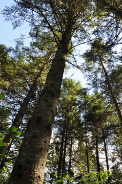 arbre élagué