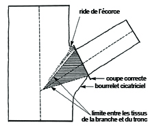 parties de l'arbre