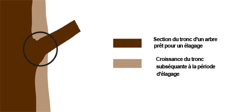 parties d'un tronc d'arbre