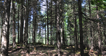 forêt certifiée FSC