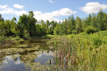 Étang sur un terrain adjacent à la Forêt jardinée qui n’a pas encore été envahit par le nerprun bourdaine