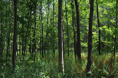 plantation de chânes