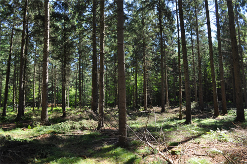 plantation d'épinettes