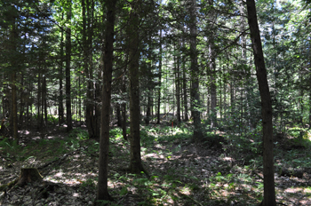 forêt aménagée