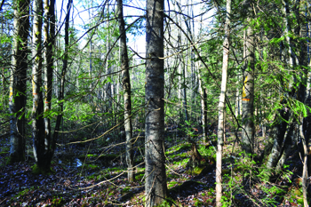 forêt naturelle sans intervention