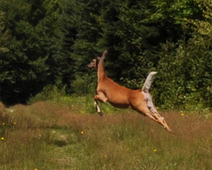 cerf de Virginie