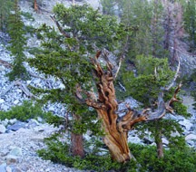 Pin de Bristlecone