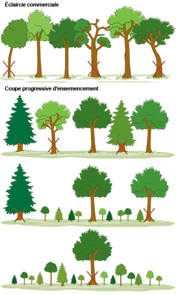 Exemples d’interventions sylvicoles et les arbres à couper selon le cas